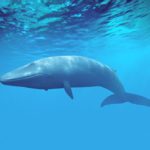 Blue whales - information