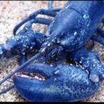 Lobsters  - information