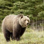 How long do brown bears live ?