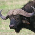 Facts about buffalo