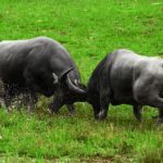 Buffaloes - information