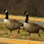 Facts about geese