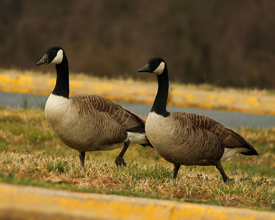 Facts About Geese