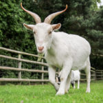 Goats - information