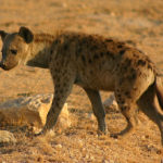 Hyenas - information