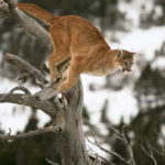 Facts about cougars
