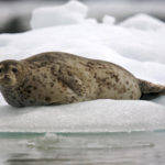 Seals - information