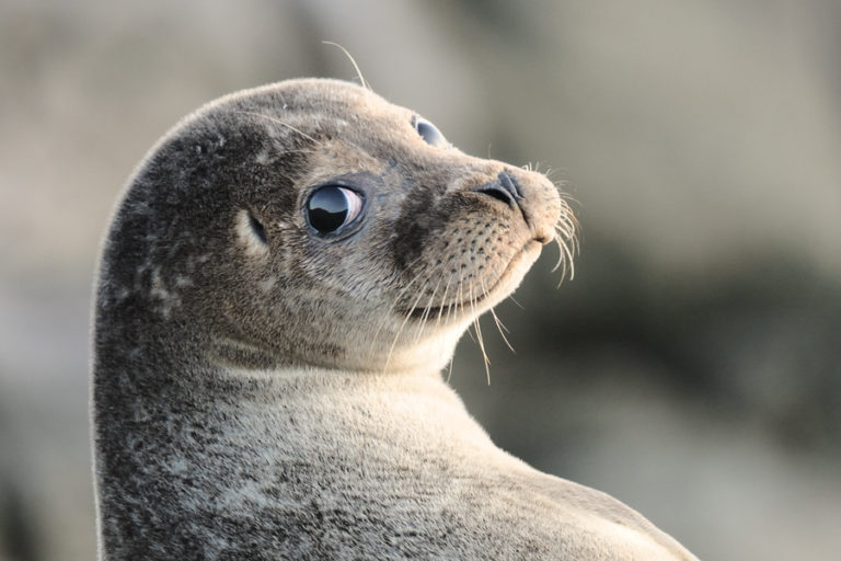 how-long-do-seals-live