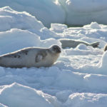 Facts about seals