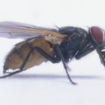 Flies - information