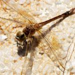Dragonflies - information