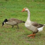 How long do geese live ?