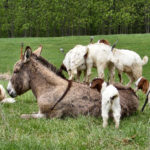 Facts about donkeys
