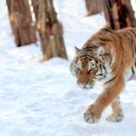 Facts about Siberian Tigers