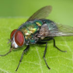 Facts about flies