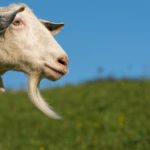 How long do goats live ?