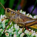 Grasshoppers - information
