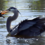 Facts about herons