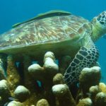 Sea turtles - information
