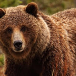 How long do grizzly bears live ?