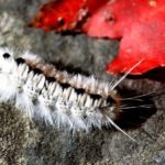 Caterpillars - information