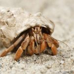 Facts about hermit crabs