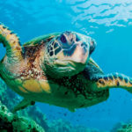 How long do sea turtles live ?