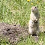 Facts about gophers