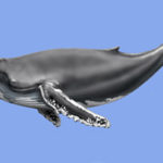 Humpback whales - information