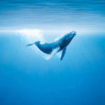 How long do humpback whales live ?