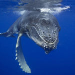 Facts about humpback whales