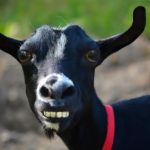 Facts about goats