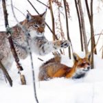 Facts about bobcats