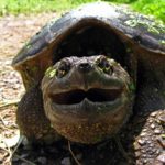 How long do snapping turtles live ?