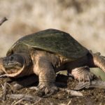Snapping turtles - information