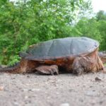 Facts about snapping turtles