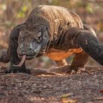 Facts about komodo dragons