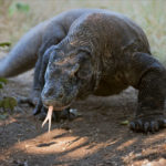 Komodo dragons - information