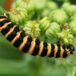 Facts about caterpillars