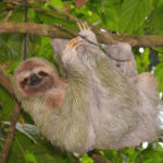Facts about sloths