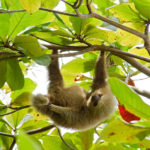 How long do sloths live ?