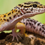 Geckos - information