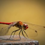 How long do dragonflies live ?