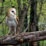 How long do barn owls live ?