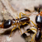 Termite - information