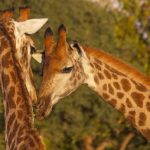 Giraffes - information