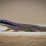How long do geckos live ?