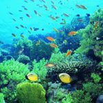 Facts about coral