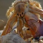 Hermit crabs  - information