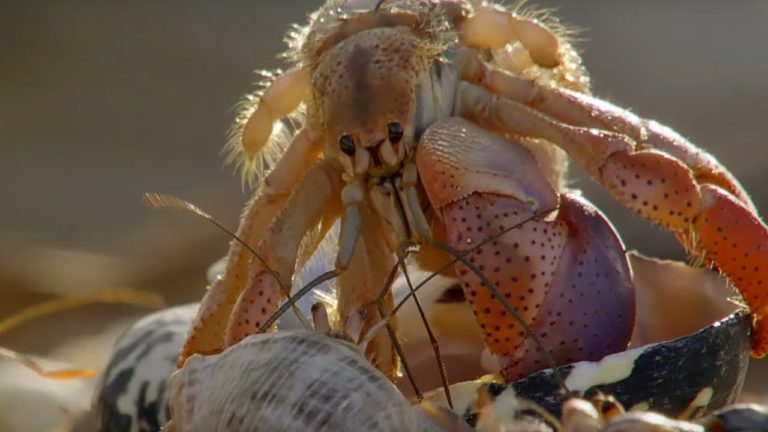 Hermit Crabs - Information